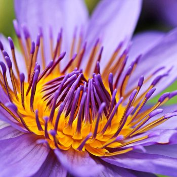 Wasserlilie-violett